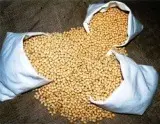 Brazilian yellow soybeans non-GMO